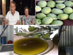 Ba�kan Murat Orhan bu y�l 220 bin ton zeytin rekoltesi beklentimiz var dedi